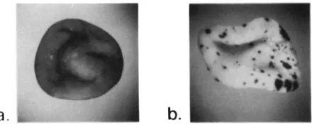FIGURE 2.--Phenotvpes tion of kernels having thc gcnctic constitu- a-ml-5719AI Sh2 either a, without  an Spm-s or b, with an Spm-s
