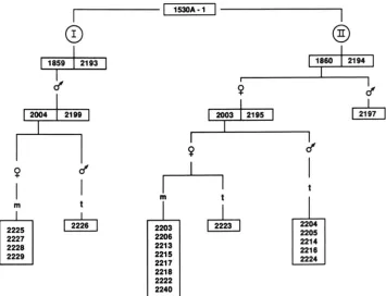 FIGURE 3,"Phenotypes of kernels having the genetic constitutions a, a-m5w sh2; b, a-m5w sh2/a-m2-7991AI Sh2; c, m2-8011 sh2/a-m2-7991AI  Sh2