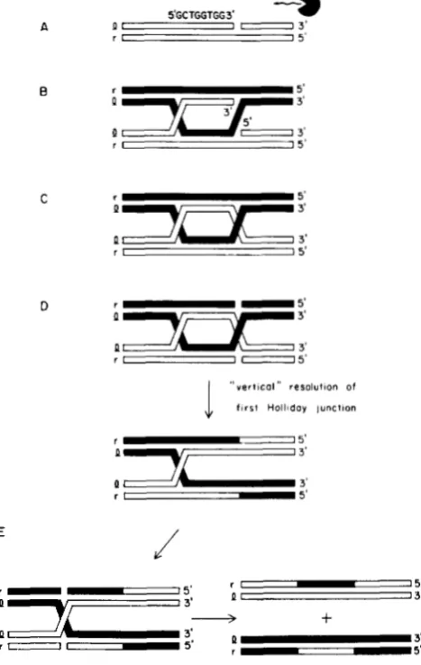 Figure 2 a nick on one chain dictates patches  biased to  the (from ROSENBERG 1987)l. Models  in  which other predict that switching the chain that is nicked 