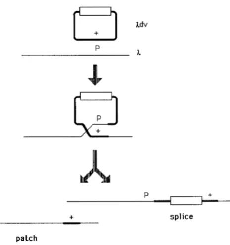 FIGURE 4.-Recombination of the plasmid Xdv with extra  length into chromosome. The white  box  represents a DNA segment not ho- of the Xdv
