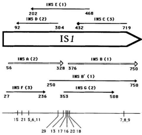 FIGURE 2.-The open  reading frames of at the  ends of the arrows indicate the residues, and point in the direction extremities parentheses