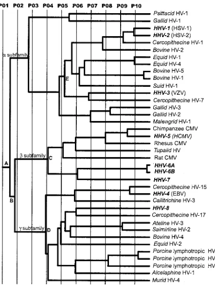 FIG. 4. Evolutionary trace of herpesvirus UL25 homologues. P01to P10 represent the different partitions of the ET phylogenetic tree.