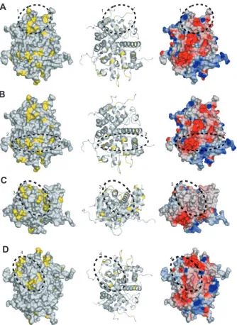 FIG. 6. Evolutionary trace analysis. (A) The left and middle panels are a space-ﬁlling model and a ribbon trace, respectively, of UL25nt, withthe class-speciﬁc exterior residues identiﬁed by the evolutionary trace shown in yellow