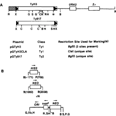 FIGURE 1 HIS3 gene (STRUHL 1985), or in the  Tn903 element for the  NE0 promoter at a and the above the pGTy plasmids, either TyH3  and  Ty917 is fused to  the GAL1 derived from a al
