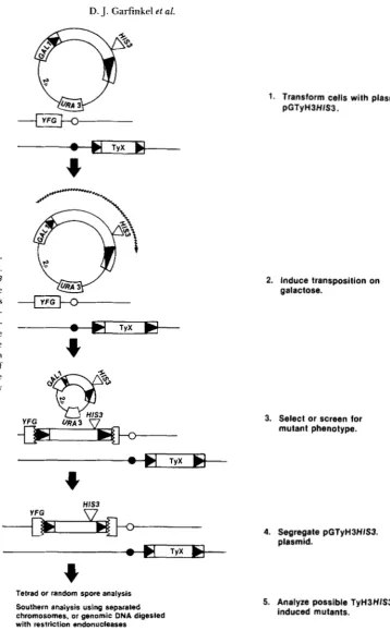 FIGURE 2.--General are  represented caused by TyH3HIS3, TyX H3HIS3 plasmid. On  the  chromo- as in Figure YFG, galactose