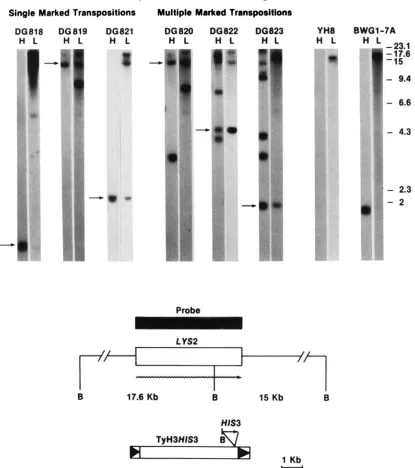FIGURE 4.-Cenomic Strain BWGl-7A is a HIS3  control strain. 