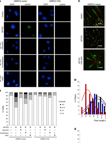 Figure 6. Isogenic GLS1 inhibitors selectively induce DNA replication stress in VHL–/– RCC cells