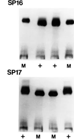 FIGURE 1 which in the six tetrads analyzed electrophoretically co-segregated inability and the ability to grow on pyrazole medium, respectively, for electrophoretic mobility