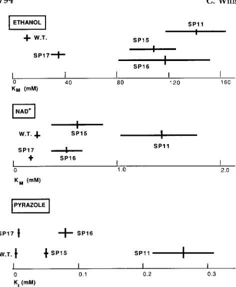 FIGURE 2.-KM is  an four mutant The variation are all quite similar. See  text  for details
