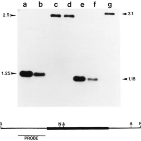 FIGURE 5.-Modification state of internal Mu1.4-B37 and and g: Fn individuals that lost Mutator activity