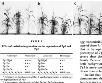TABLE 2 egg transmissible). The following season, the pheno- type of these FP Tpl  /Tpl progeny was compared with 