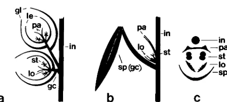 FIGURE 1 c) tassel spikelets.  a and cross-section lodicules and a  prophyll-like  palea