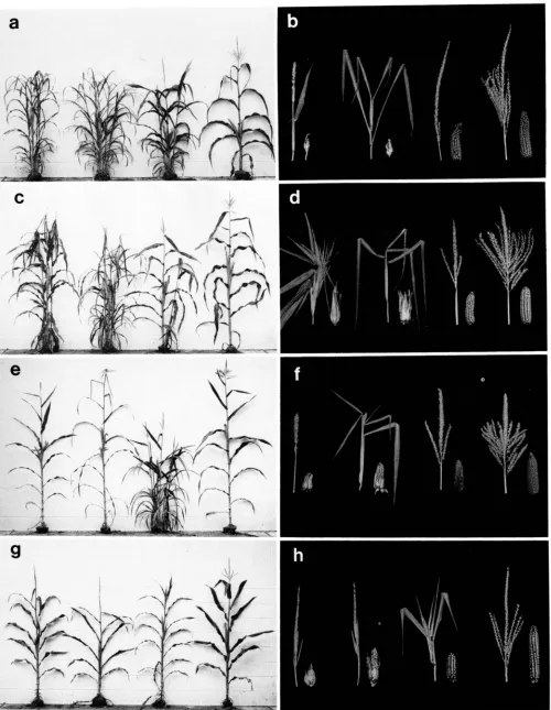 FIGURE 2.-The of genotypes is: vegetative morphology of mature plants, the right column of photographs illustrates mature  ears and tassels