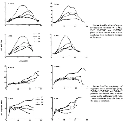 FIGURE 4.-The width tive of vegeta- leaves of wild-type (WT), Tpll 