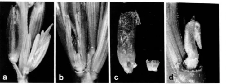 FIGURE 6.-The  effect of and lemmas have been removed from posing a pair b, spathe removed