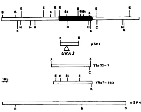 FIGURE I.-Simplified sequence spanning sites are symbolized by corresponding to  four plasmids (pSP1, YIp32-1, YRp7-160 and pSP4) used in this study are drawn to scale in the lower part (EcoRI), restriction map of the 18.4-kb region RPCl60