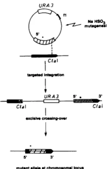 FIGURE 2.-Construction RPC160 mitted one truncated and  one complete Spontaneous excision of the plasmid by an intergenic crossover between the two insert