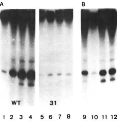FIGURE 3.-Incorporation ograms were quantified by densitometry. Left panel: wild type ographed as described in YNN281 prepared, separated  on  a (top) and mutant  (bottom)  from exponential cultures  at 25"