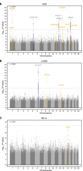 Figure 2. Manhattan plots of echocardiographic pheno-types with genome-wide findings in the joint analysis of discovery and replication cohorts