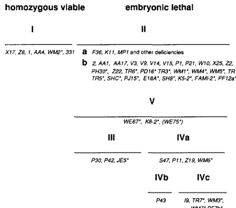 FIGURE complement  other lethal Pu viable, eye-specific alleles comprise class each  other complementing alleles and classes specific alleles that, in most cases, fail NELL and O'DON- mutations