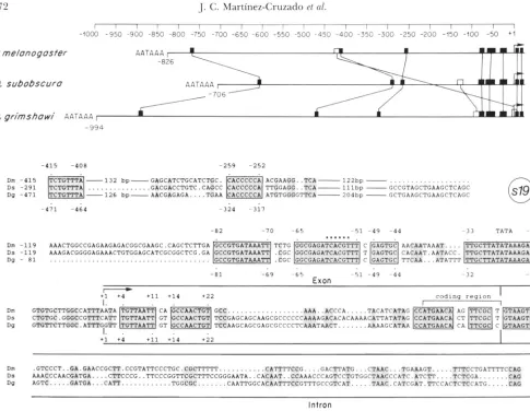FIGURE &-Identification  of The proximal half  of the  intergenic are  invariant in conserved  secondary  anchor points  were then established in between, and finally alignment of the interstitial sequences elements  are  clustered in the proximal and  are