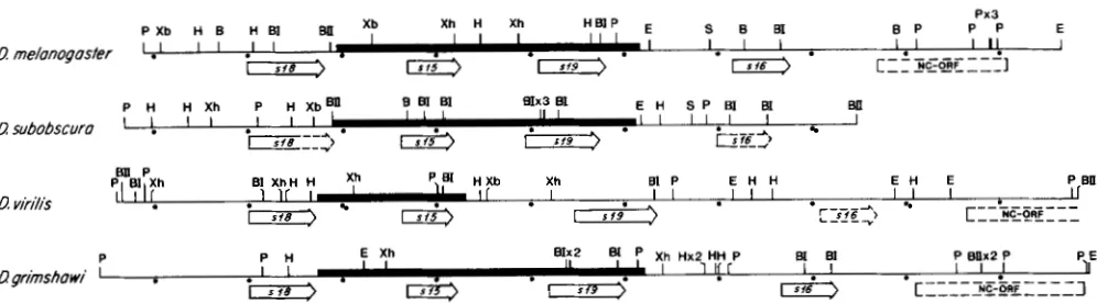 FIGURE 1.-General generated by standard procedures; many sites were confirmed by sequence analysis 