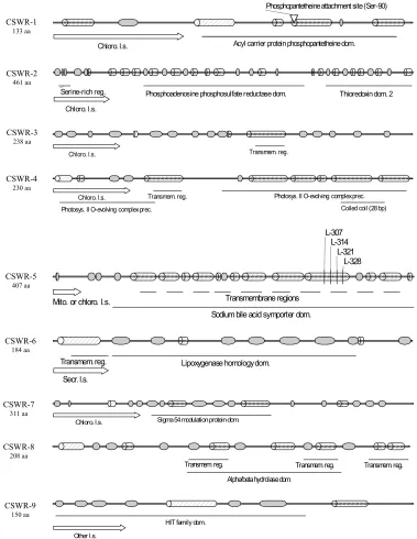 Figure 6 .  Structural and functional prediction of 9 tomato proteins, encoded by CSWR-1 through CSWR-9