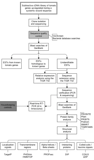 Figure 1.  Strategy to identify and analyze cDNAs up-regulated in tomato leaf tissue during a systemic wound 