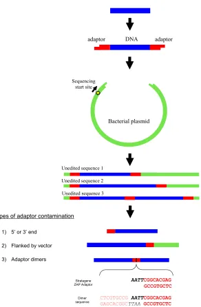 Figure 1.  The path from sequencing a cDNA to an improperly edited sequence.  More than 99% of sequences contaminated with adaptors fall into one of the 3 groups shown at the bottom