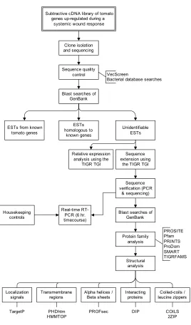 Figure 1.  Strategy to identify and characterize cDNAs up-regulated in tomato leaf tissue during a systemic wound response to fire damage