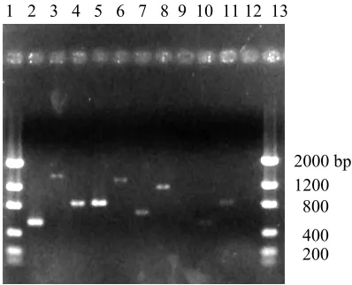 Figure 2.  Confirmation of the existence of 9 putative consensus sequences for unknown tomato cDNAs