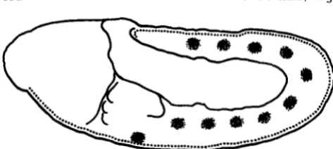 FIGURE 9.-A  schematic  representation embryo. The mesectoderm, which in  the  labial  segment  that  corresponds  to  the  site the entire germ  band  accumulates ten  segmentally  repeated  tracheal  placodes,  and  a  medial Toll of the  sites of zygoti