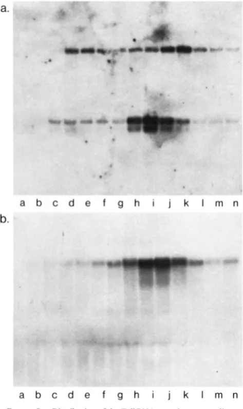 FIGURE 3.-The hr embryonic RNA.  b, D f ( 3 R ) d B S  embryonic RNA. c, embryonic RNA