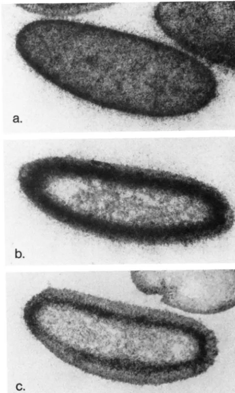 FIGURE 5."Spatial distribution Wild-type embryos were hybridized with an S'S-antisense probe, sectioned, and allowed to expose left