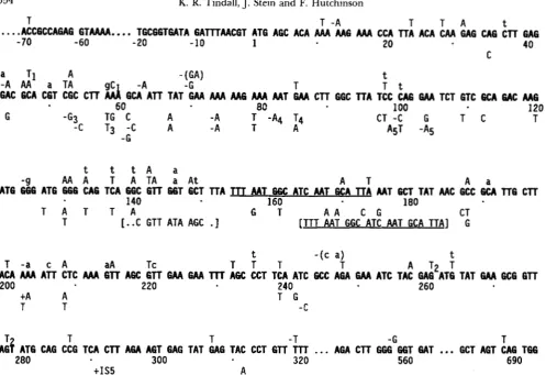 FIGURE 3.-Mutations in the  sauare brackets is substituted case for phage assayed in indicated by indicated above the sequence are  for irradiated phage: those in capital letters are induced by gamma rays in the cl gene