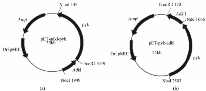 Figure 1. Physical map of the co-expression plasmids pET-adk1-pyk (a) and pET-pyk-adk1(b) Denote: pBR322 ori, origin of replication; Ampr, ampicilinresistant marker
