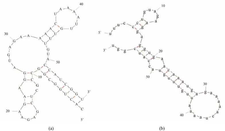 Figure 6. Predicted Secondary structure of5’UTR + 25 bp, totally the 58 nucleotides in BL21 (pET- pyk mRNA 5’-end the first 11 codons and the fragment of adk1-pyk) and BL21 (pET-pyk-adk1) as (a) and (b)