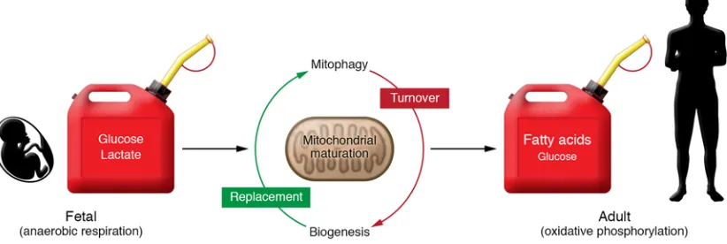 Figure 1. Developmental changes in myocardial fuel substrate preference are linked to mitochondrial biogenesis and maturation