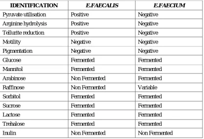 Table 3: Identification of Enterococcus species 