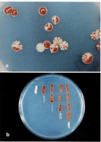 FIGURE m i  white circles in the  red, plasmid-free colonies are caused by reflected light); mutants showing red colonies that have lost the 1 .-Phenotypes of typical mutants during primary screening and complementation testing