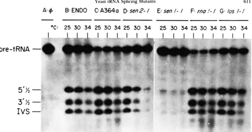FIGURE I.-fn endonuclease shows the  uncleaved proline pre-tRNAt!c;(:  substrate in the absence conditions  described in Materials and Methods