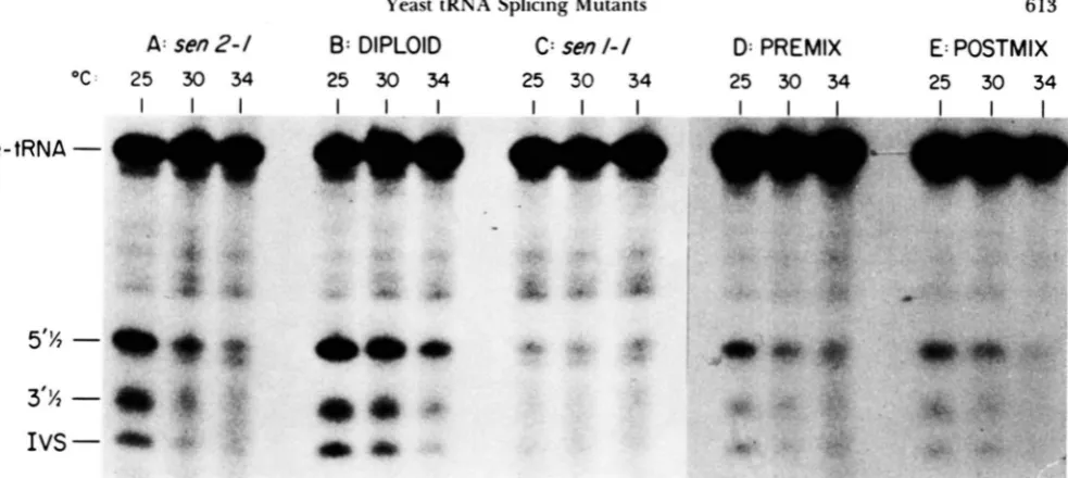 FIGURE 4.-Complementation carrying terminated. mixed. and fractionated on the  gel. The results  show  that  the  mutants fail to  complement in haploids