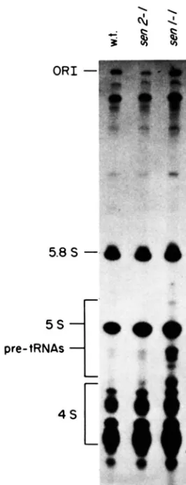 FIGURE 5.-Pre-tRNA  accumulation sm2-I, were  obtained  when  these  strains  were  labeled tively, 8 that  pre-[RNAs  accumulate  only RNAs  were  extracted  and  fractionated on a 101 polyacrylamide, minute of labeled  RNA  were  loaded M in sm strains