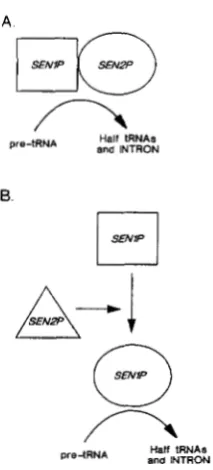 FIGURE 7.-Function of  tRNA-splicing endonuclease.  In required  for products. In (A)  the  products  are  imagined  to  function and  interaction of SENl and SEN2 gene as suhunits (B) SEN2P is imagined to be the activity of SENlP, where SENlP is a compone