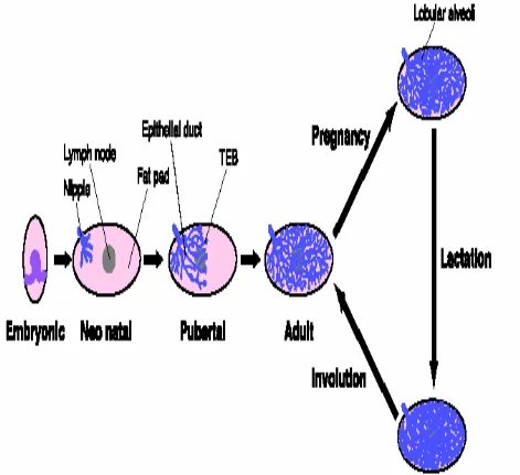 Figure 4: Mammary development in the mouse from birth to pregnancy. Source: Muller, 2004  