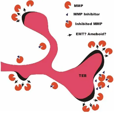 Figure 5: Proposed mechanisms for MMP facilitated ductal development 