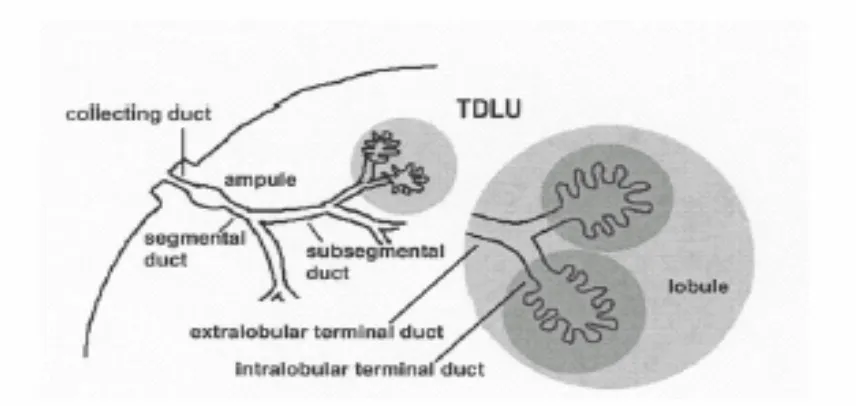 Figure 6: Terminal ductal lobular unit (TDLU) within the human breast.  TDLUs grow, divide and comprise the functional portion of the mammary gland