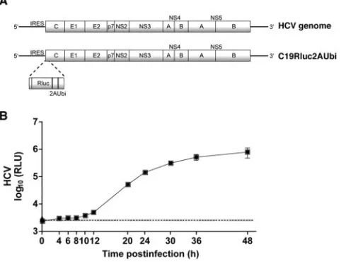 FIG. 1. Characterization of FL-J6/JFH-5�matic of HCV and FL-J6/JFH-5translated region contains an internal ribosome entry site (IRES),which allows translation of the HCV polyprotein (shaded boxes) con-taining structural (C, E1, E2) and nonstructural protei
