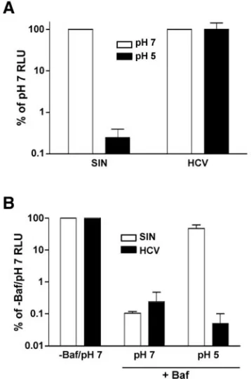FIG. 4. HCV infectivity is resistant to acidic pH. (A) HCV or SINwas diluted in citric acid buffer (15 mM citric acid, 150 mM NaCl) at