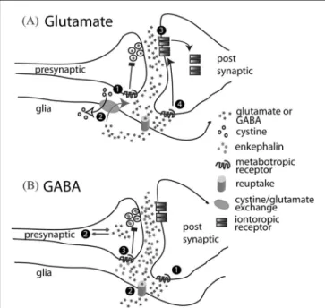 FIGURE 3. Pharmacological Sites of Action for Normalizing Neurotransmission in the Glutamate and GABA Corticolimbic Projections Shown in Figure 2